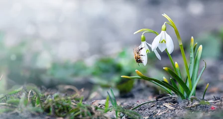 Deurstickers honey bee collects nectar from snowdrops. snowdrops Honey. White snowdrop flower in spring in the forest Close-up © Maryna
