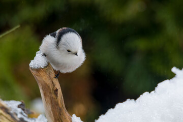 Schwanzmeise (Aegithalos caudatus) im Winter