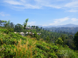 Fototapeta na wymiar Paysages de Ella, Sri Lanka