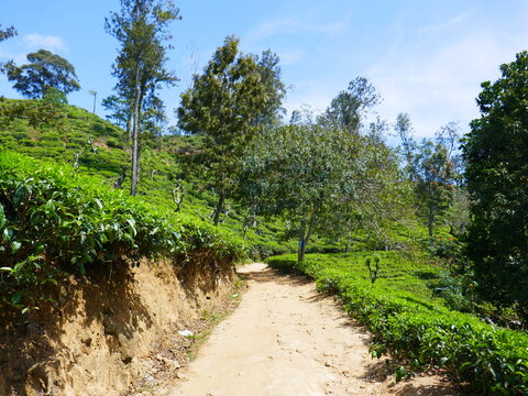 Paysages de Ella, Sri Lanka