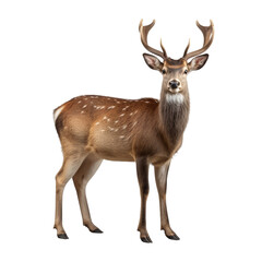 Deer clip art