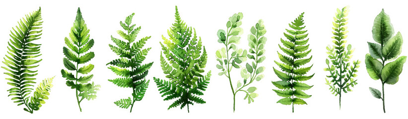 Watercolor illustration of diverse, lush green plants and leaves, displayed horizontally against on a white background - obrazy, fototapety, plakaty