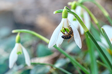 honey bee collects nectar from snowdrops. snowdrops Honey. White snowdrop flower in spring in the...