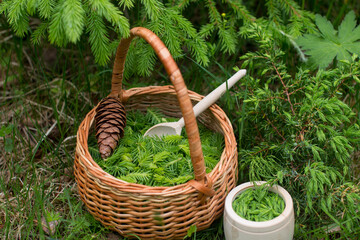 the young shoots were eaten collected in a wicker basket. Preparation of medicinal decoctions