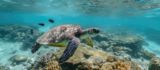 Green sea turtle spotted swimming, while another seen near the reef.