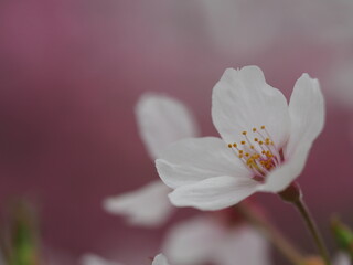 桜の花　ソメイヨシノ