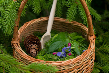 the young shoots were eaten collected in a wicker basket. Preparation of medicinal decoctions