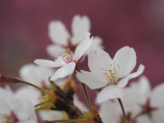 桜の花　ソメイヨシノ