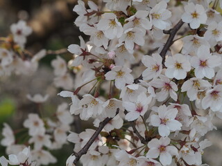 日本の春　桜　ソメイヨシノ
