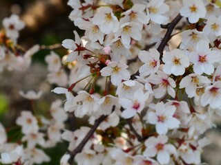 日本の春　桜　ソメイヨシノ
