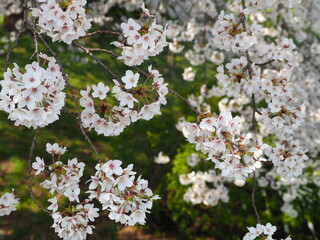 日本の春　桜　ソメイヨシノ