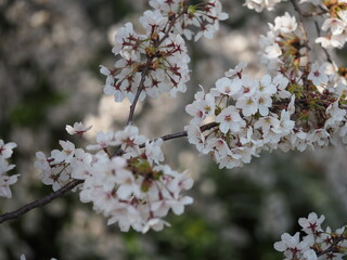 日本の春　桜　ソメイヨシノ