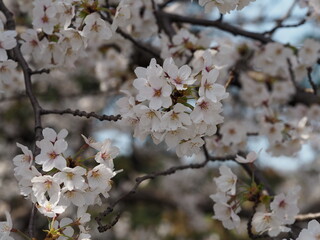日本の春　桜　ソメイヨシノ