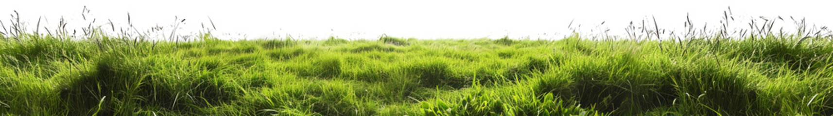 Grass isolated on transparent background. PNG