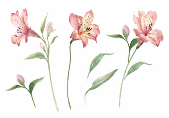 Beautiful floral set with watercolor hand drawn alstroemeria flowers. Nature illustration. Stock clip art.
