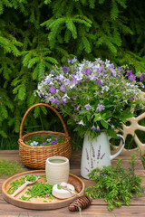 the young shoots were eaten collected in a wicker basket. Preparation of medicinal decoctions