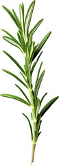 Obraz premium Rosemary leaves isolated on transparent background. PNG