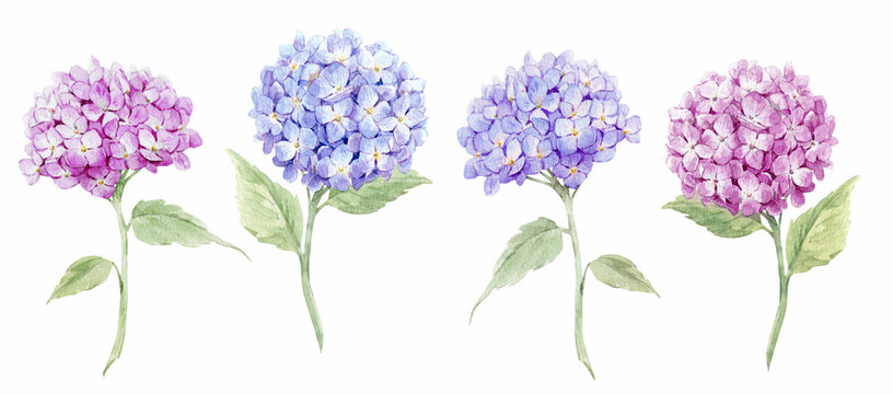 Beautiful floral set with watercolor hand drawn hydrangea flowers. Nature illustration. Stock clip art.
