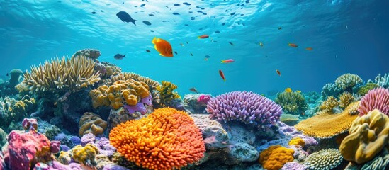 Naklejka na ściany i meble Shallow coral reef with vibrant marine life, seen underwater.