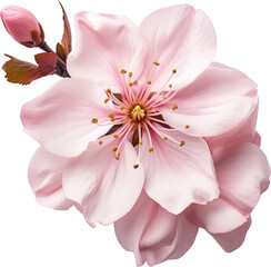 Peach blossom isolated on transparent background. PNG