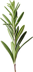 Fototapeta premium Rosemary leaves isolated on transparent background. PNG