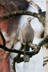Eurasian Collared Dove (Streptopelia decaocto) perched on the ground for close portrait shot with dark background on sunny morning
