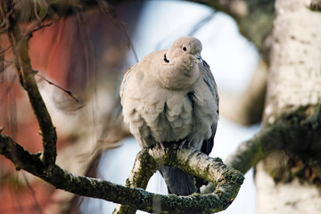 Eurasian Collared Dove (Streptopelia decaocto) perched on the ground for close portrait shot with dark background on sunny morning
