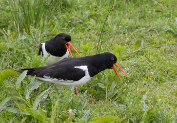 Oystercatcher (Haematopus ostralegus) at Tronninge angar nature reserve in Halland, western Sweden.