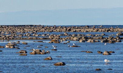 Coast of the Baltic Sea in eastern Oland, Sweden.