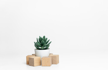 wooden cubes with green plants on a white background close-up - 714720694