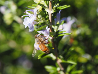 ローズマリーの花と蜜蜂