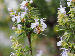 ローズマリーの花と蜜蜂