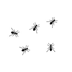 Ant Colony Illustration