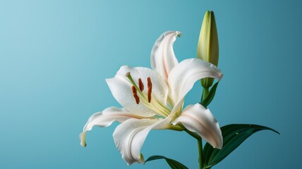 Lily flower on a plain blue background.  