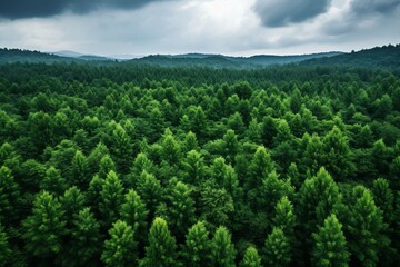 Fototapeta premium Forest and tree landscape texture abstract background