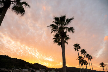 夕焼けに染まる海岸沿いのヤシの木の並木