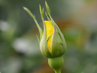 黄色いバラ　フリージア　つぼみ