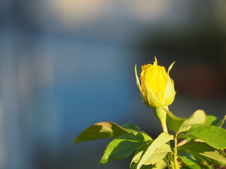 黄色いバラ　フリージア　つぼみ