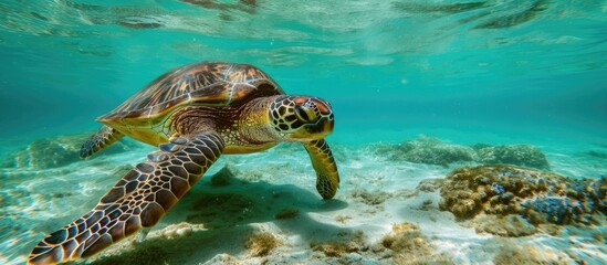 Fototapeta premium A sea turtle in clear water.