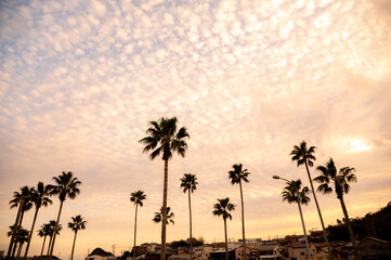夕焼けに染まる海岸沿いのヤシの木の並木