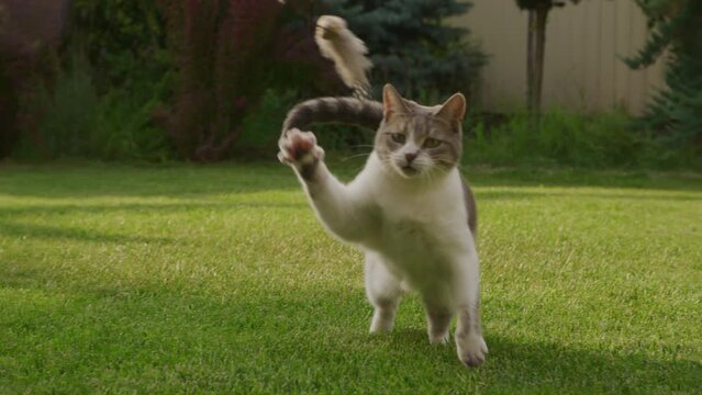 Playful Cat Hunting in Garden