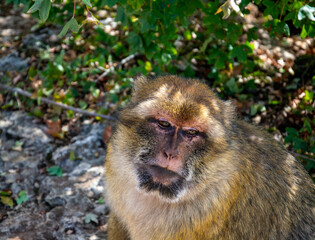 Obraz premium Face of a macaque