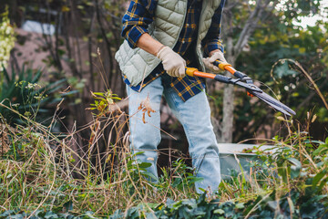 Woman cleans the garden from dried plants using pruning shears, garden cleaning concept