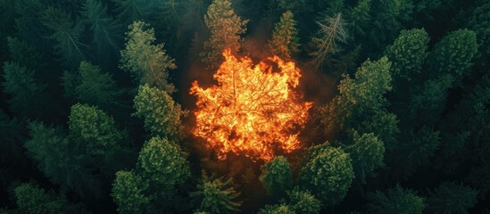 A tree on fire seen from above in a forest.
