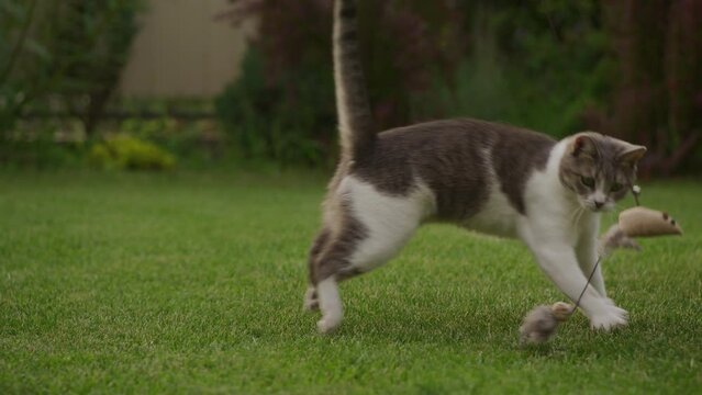 Joyful Cat Playing in the Garden