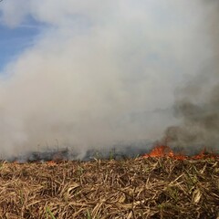 Straw burning after harvesting at the rice field, smoky fields, burning residue disturbs the cleanliness of the air
