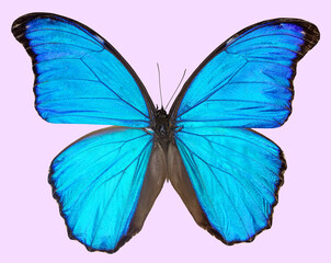 Morpho godartii butterfly isolated on pink background