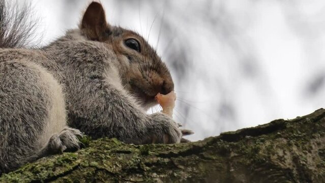 Eastern grey squirrel Sciurus carolinensis eating an apple core on a tree branch