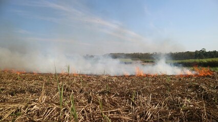 Straw burning after harvesting at the rice field, smoky fields, burning residue disturbs the...