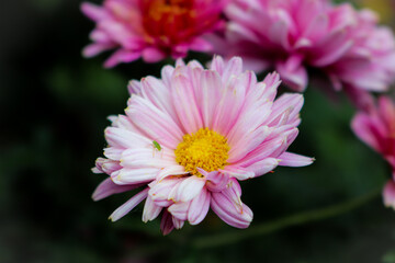 Obraz premium close up of pink flower